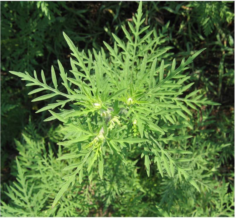 Immagine Provvedimenti contro la diffusione e la proliferazione della pianta Ambrosia artemisiifolia – Anno 2023