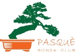logo associazione : Pasquè Bonsai Club
